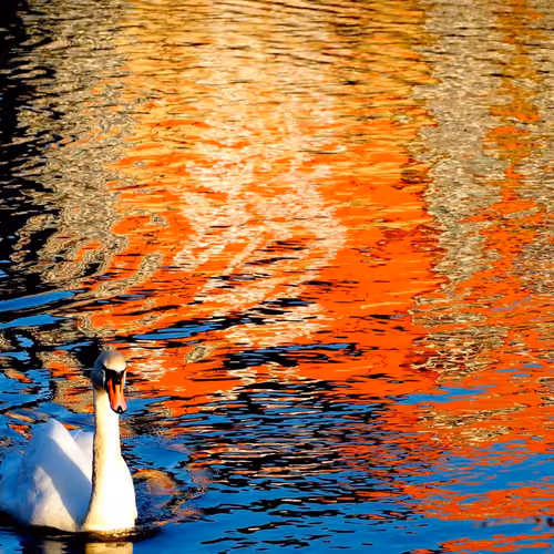 Swan with faceless sunset man.