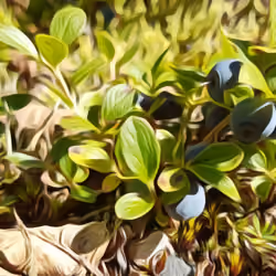 Wildblue