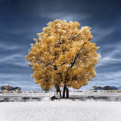 golden#trees