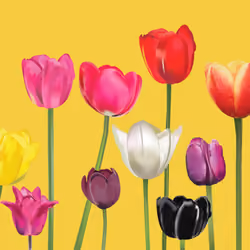 Tulips with Yellow Mustard BG