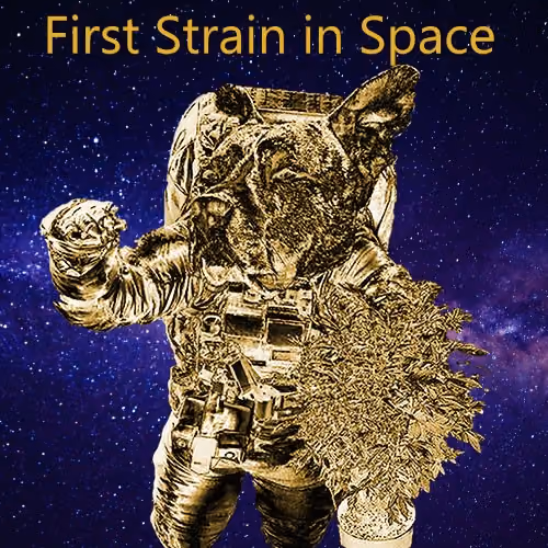 First Strain in Space by DOGE