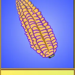 Corn #002