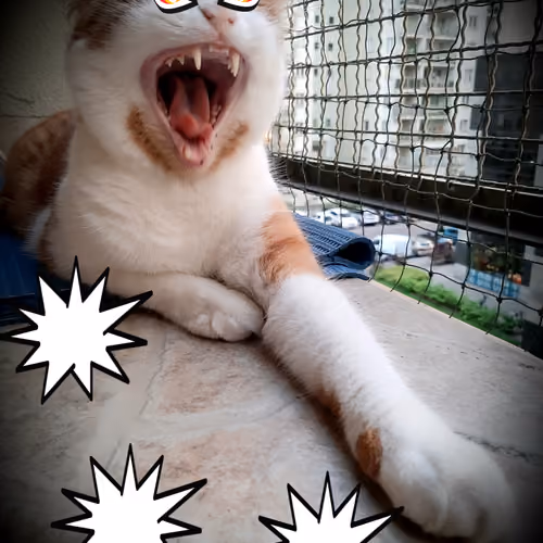 Sinister Ginger Cat