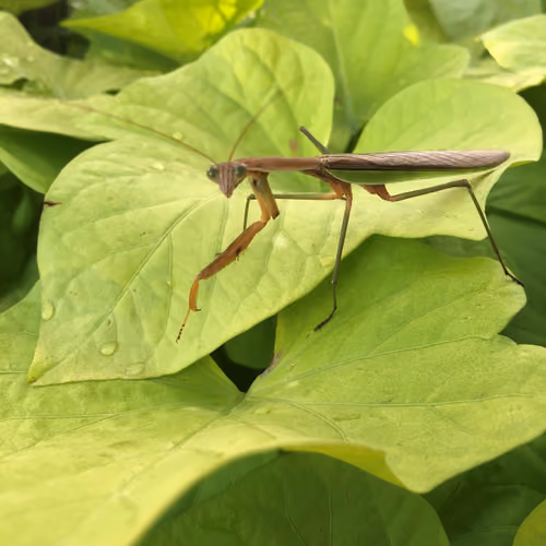 PosingMantis