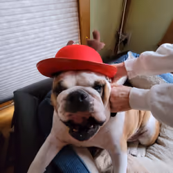 Happy Bulldog