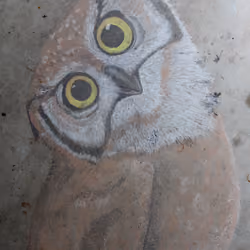 Chalk Series - Owl
