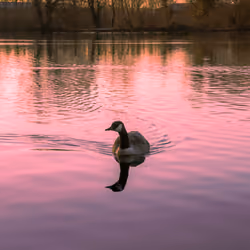 A morning by the lake