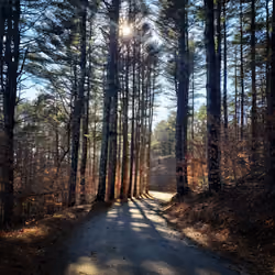 Journey through the forest