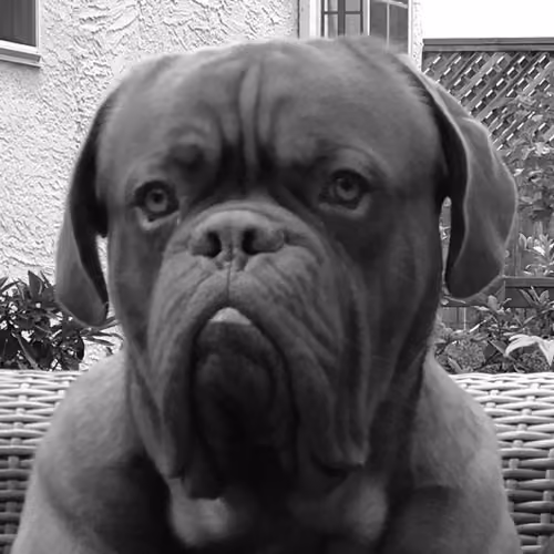 Bear Market Doggo