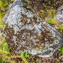 Untitled 4/50 (mossy rock)