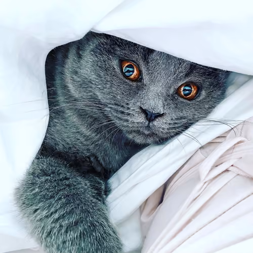 Cattop
