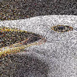 Gull