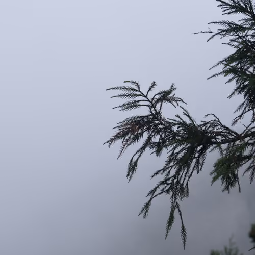 Fog in mount Heng