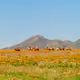 Out West