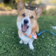 Bento the Corgi