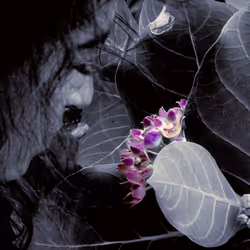 #14 | Stop and Smell the Flowers