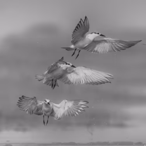 Symphony of Nature