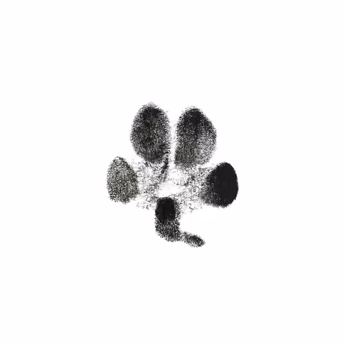 Furever On The Blockchain