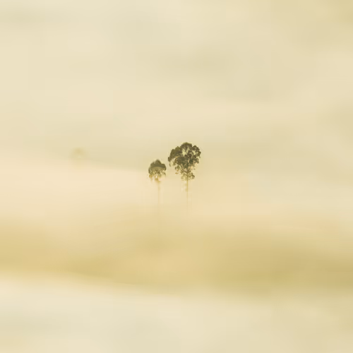 The Last Tree #23/27