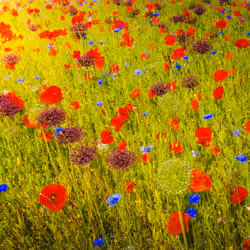Poppies and Wildflower Meadow