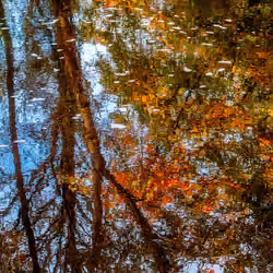 Autumn Faerie Forest Reflections