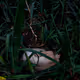 The Dark Garden