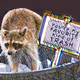 CAMP TRASH PANDA