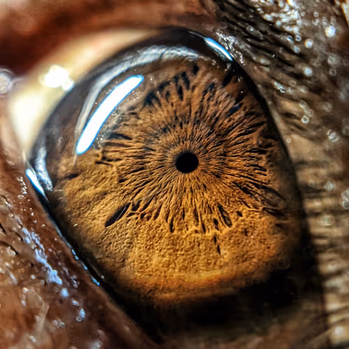 Incredible Human Eye