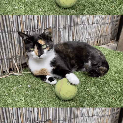 Suki