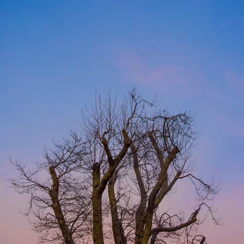 Tree Lovers #1