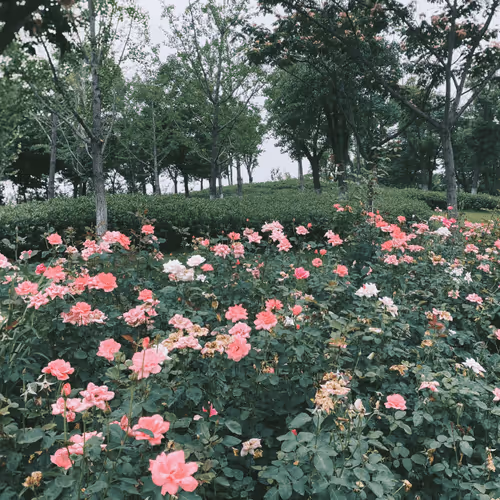 secret  garden
