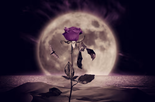 Garden of The Moon