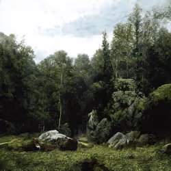 A Walk in the Forest