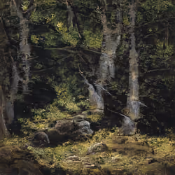 Magic Forest