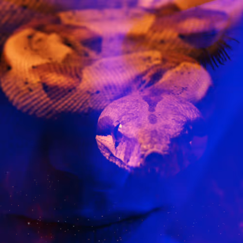 The Serpent - Trust in Me #14/18