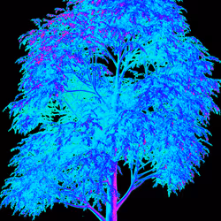 the Reserve: Tree Creator
