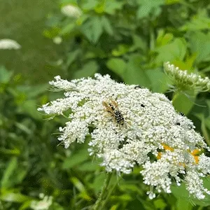 The Pollinators #7