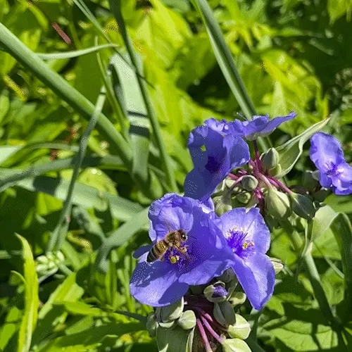 The Pollinators #1