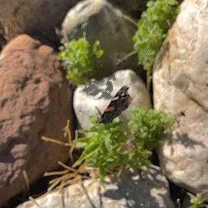 The Pollinators #9