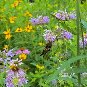 The Pollinators #10