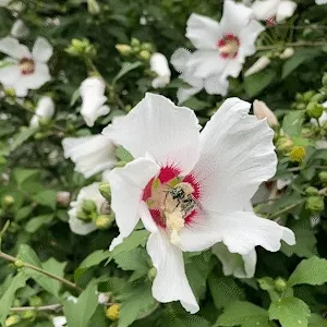 The Pollinators #20