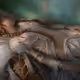 Serge Marshennikov