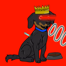 Dog #207