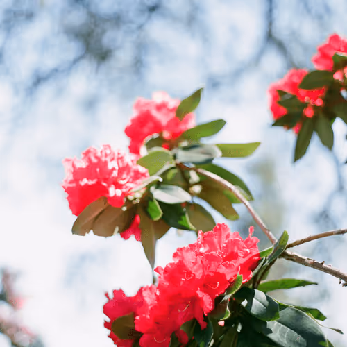 In Bloom - 0BYceZPKc9