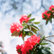 In Bloom - 0BYceZPKc9