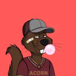 Acorns #1561