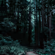 1FOREST1