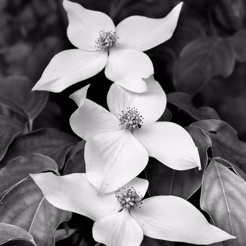 Epic Verse of Dogwood wood by Chaucer #38/100