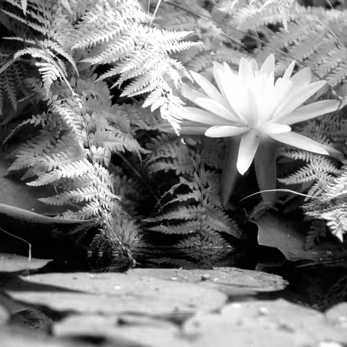 Hidden Lily