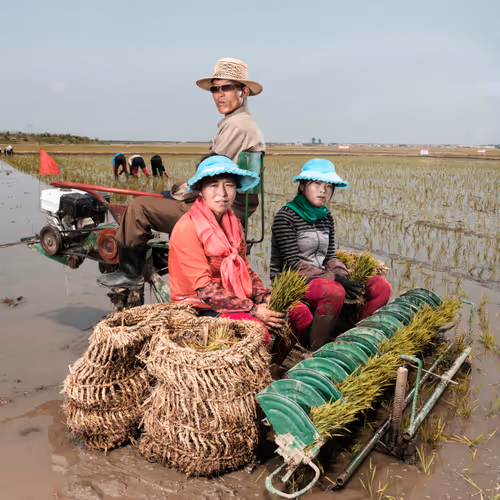 Rice Farmers I